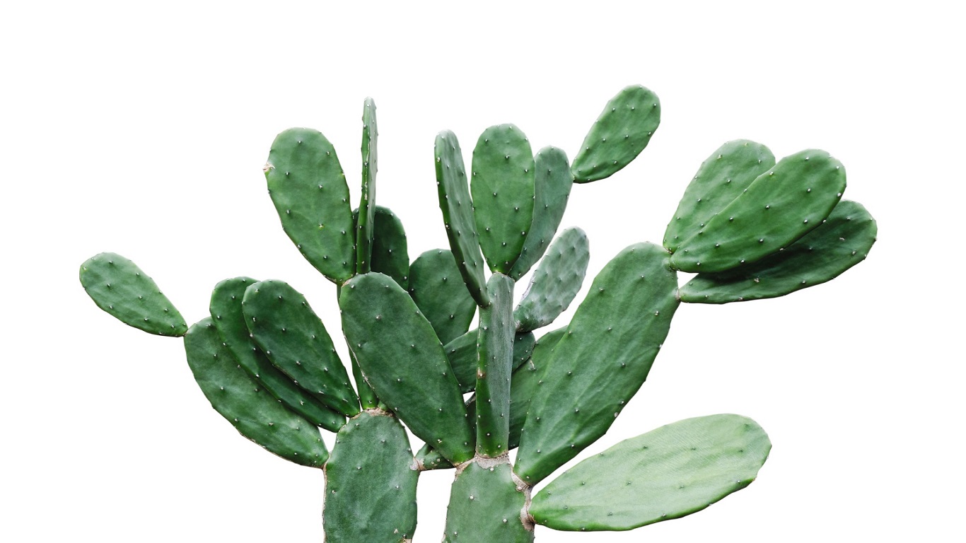 What Is Nopal Cactus And It Help With Weight Loss